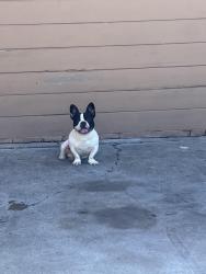 Found/Stray Male Dog last seen Pacific/huntington, Redwood City, CA 94063