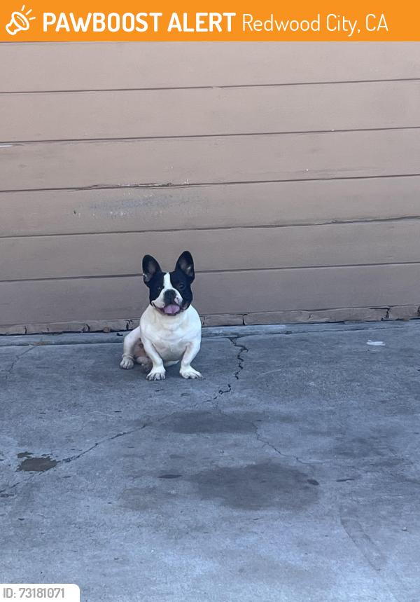 Found/Stray Male Dog last seen Pacific/huntington, Redwood City, CA 94063