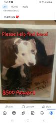 Lost Female Dog last seen 10th street and washington, Amarillo, TX 79101