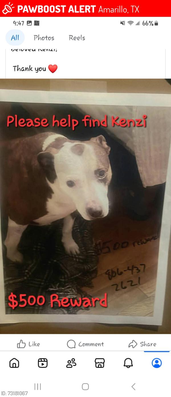 Lost Female Dog last seen 10th street and washington, Amarillo, TX 79101