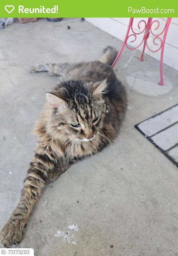 Reunited Unknown Cat last seen Eje academies, El Cajon, CA 92020