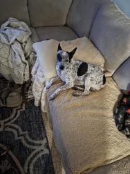 Reunited Male Dog last seen Gabor street, Valley Springs, CA 95252