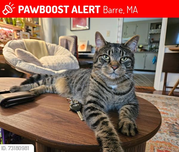 Lost Male Cat last seen Across from public parking lot on Mechanic St, Barre MA, Barre, MA 01005