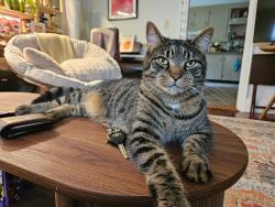 Lost Male Cat last seen Across from public parking lot on Mechanic St, Barre MA, Barre, MA 01005