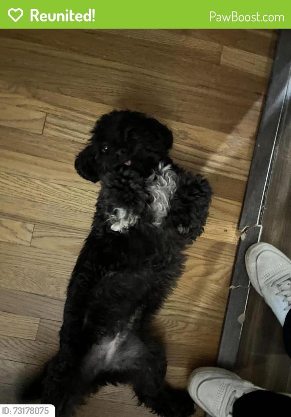 Reunited Female Dog last seen Krameria and Newbridge, Riverside, CA 92508