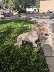 Found/Stray Female Dog last seen Oceola Rd, Albuquerque, NM 87123