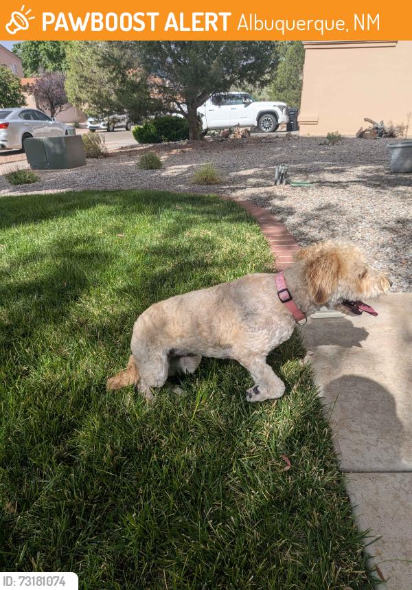 Found/Stray Female Dog last seen Oceola Rd, Albuquerque, NM 87123