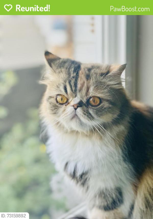 Reunited Female Cat last seen Ten Mile & Chateau, Meridian, ID 83646