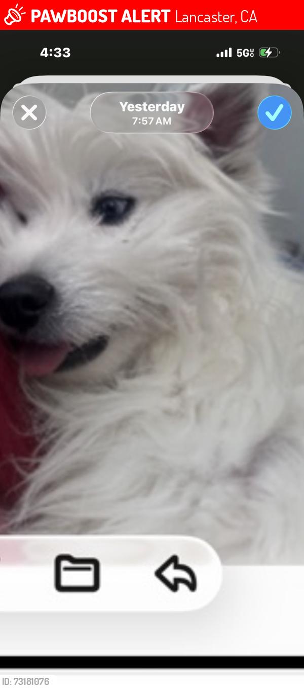 Lost Female Dog last seen West Ave H4 and 20th west, Lancaster, CA 93536