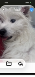 Lost Female Dog last seen West Ave H4 and 20th west, Lancaster, CA 93536