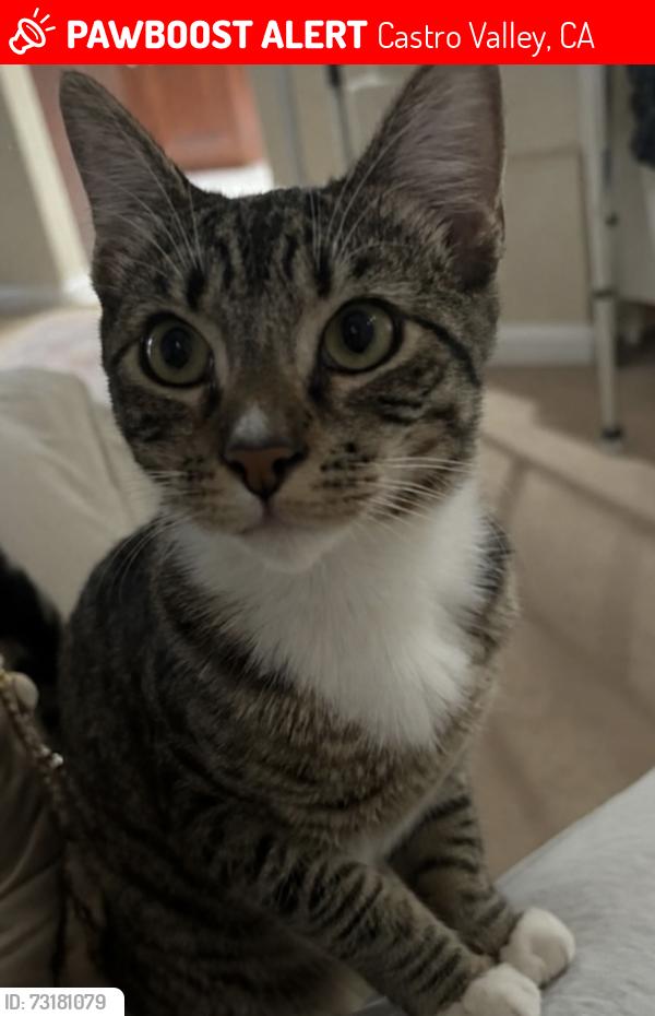 Lost Male Cat last seen On Boulder Canyon Dr, Castro Valley, CA 94552