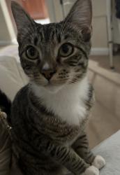 Lost Male Cat last seen On Boulder Canyon Dr, Castro Valley, CA 94552