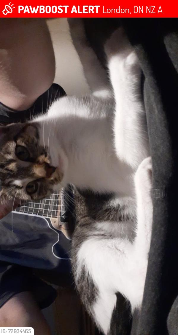Lost Female Cat last seen Homan St and Tennyson St, London, ON N5Z 1A9