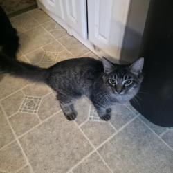 Reunited Female Cat last seen Roberge funeral home, Somersworth, NH 03878