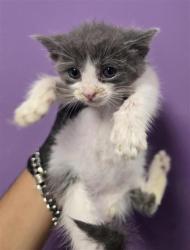 Shelter Stray Male Cat last seen Near timberwolf DR, CITY of El Paso, TX, 5001 Fred Wilson Ave, El Paso, TX 79906, USA