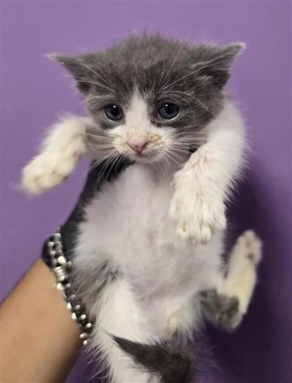 Shelter Stray Male Cat last seen Near timberwolf DR, CITY of El Paso, TX, 5001 Fred Wilson Ave, El Paso, TX 79906, USA