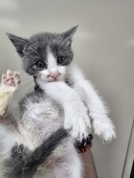 Shelter Stray Male Cat last seen Near timberwolf DR, CITY of El Paso, TX, 5001 Fred Wilson Ave, El Paso, TX 79906, USA