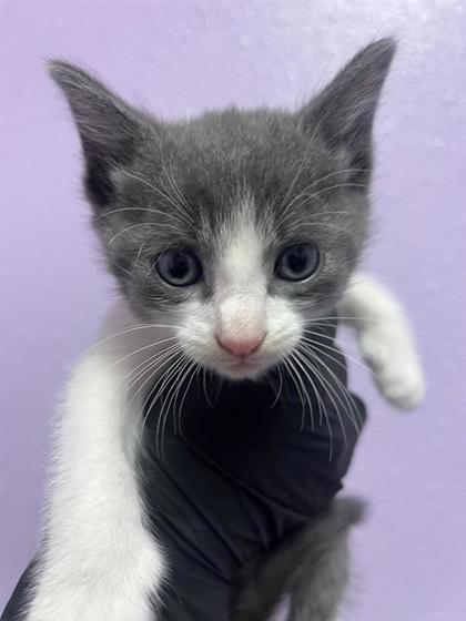 Shelter Stray Female Cat last seen Near Auburn Sand drive, CITY of El Paso, TX, 5001 Fred Wilson Ave, El Paso, TX 79906, USA