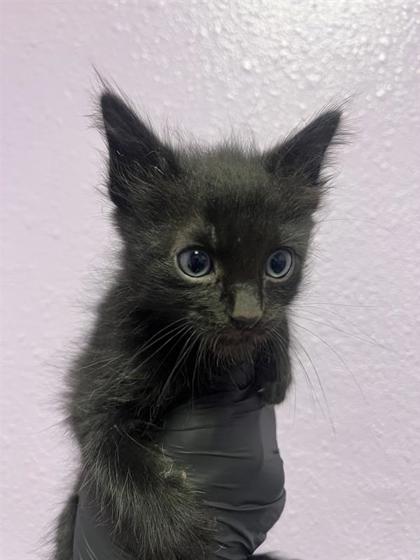 Shelter Stray Male Cat last seen Near Auburn Sand drive, CITY of El Paso, TX, 5001 Fred Wilson Ave, El Paso, TX 79906, USA