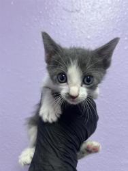 Shelter Stray Female Cat last seen Near Auburn Sand drive, CITY of El Paso, TX, 5001 Fred Wilson Ave, El Paso, TX 79906, USA