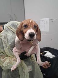 Shelter Stray Female Dog last seen near TOA, Sevierville City, TN, 1008 Old Knoxville Hwy, Sevierville, TN 37862, USA