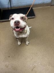 Shelter Stray Female Dog last seen Near Tuxworth Circle Decatur, 30033, 30033, GA, 3280 Chamblee Dunwoody Rd, Chamblee, GA 30341, USA