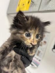 Shelter Stray Female Cat last seen , , CA, 1101 29th Ave, Oakland, CA 94601, USA