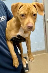 Shelter Stray Female Dog last seen Near Winters Chapel Rd, 30360, GA, 3280 Chamblee Dunwoody Rd, Chamblee, GA 30341, USA