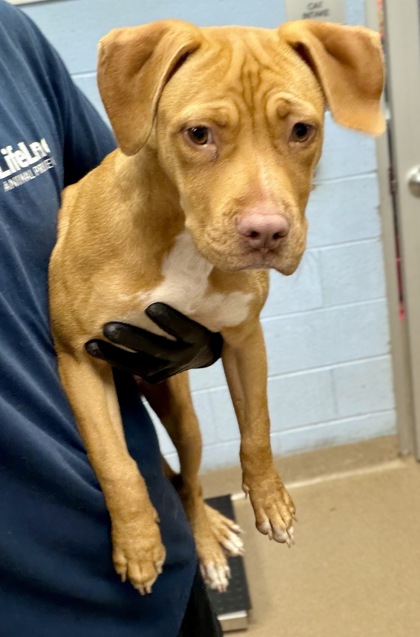 Shelter Stray Female Dog last seen Near Winters Chapel Rd, 30360, GA, 3280 Chamblee Dunwoody Rd, Chamblee, GA 30341, USA