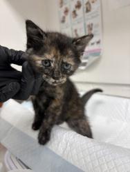 Shelter Stray Female Cat last seen , , CA, 1101 29th Ave, Oakland, CA 94601, USA