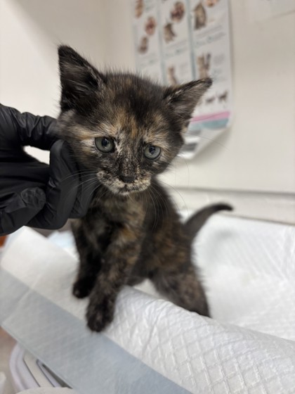 Shelter Stray Female Cat last seen , , CA, 1101 29th Ave, Oakland, CA 94601, USA