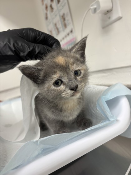 Shelter Stray Female Cat last seen , , CA, 1101 29th Ave, Oakland, CA 94601, USA