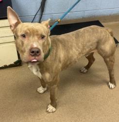 Shelter Stray Male Dog last seen Near Camellia Dr, 30032, GA, 3280 Chamblee Dunwoody Rd, Chamblee, GA 30341, USA