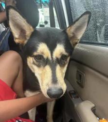 Shelter Stray Male Dog last seen Near Aztec Rd, Doraville, GA 30340, 30340, GA, 3280 Chamblee Dunwoody Rd, Chamblee, GA 30341, USA