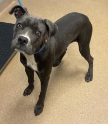 Shelter Stray Female Dog last seen Near Tulip Dr, 30032, GA, 3280 Chamblee Dunwoody Rd, Chamblee, GA 30341, USA
