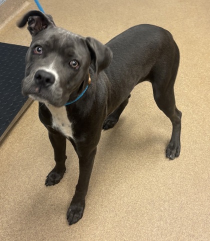 Shelter Stray Female Dog last seen Near Tulip Dr, 30032, GA, 3280 Chamblee Dunwoody Rd, Chamblee, GA 30341, USA
