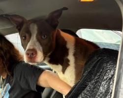 Shelter Stray Unknown Dog last seen Plaster Rd NE Chamblee, GA 30345, 30345, GA, 3280 Chamblee Dunwoody Rd, Chamblee, GA 30341, USA