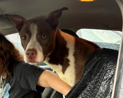 Shelter Stray Unknown Dog last seen Plaster Rd NE Chamblee, GA 30345, 30345, GA, 3280 Chamblee Dunwoody Rd, Chamblee, GA 30341, USA