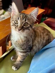 Shelter Stray Female Cat last seen Tienda El Tikal Chamblee ga 30341, 30341, GA, 3280 Chamblee Dunwoody Rd, Chamblee, GA 30341, USA