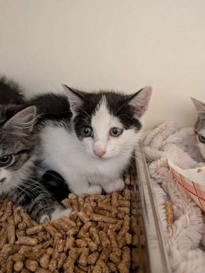 Shelter Stray Female Cat last seen Near Clifton Rd NE, Atlanta, GA 30307, 30307, GA, 3280 Chamblee Dunwoody Rd, Chamblee, GA 30341, USA