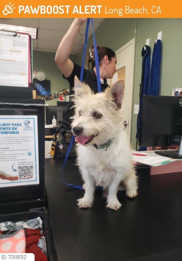 Found/Stray Unknown Dog last seen Long Beach, Long Beach, CA 90831