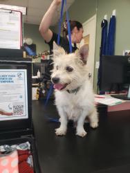 Found/Stray Unknown Dog last seen Long Beach, Long Beach, CA 90831