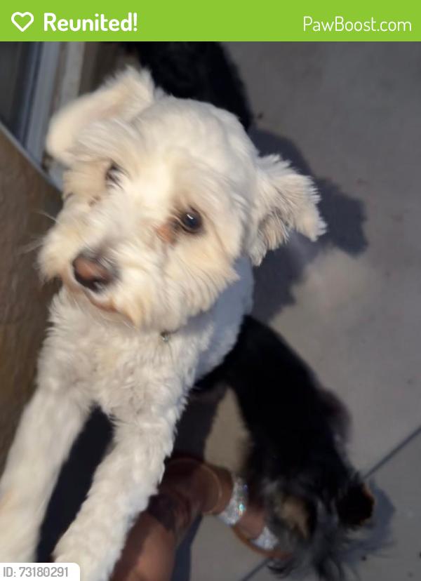 Reunited Female Dog last seen Gowan and Durango, Las Vegas, NV 89129