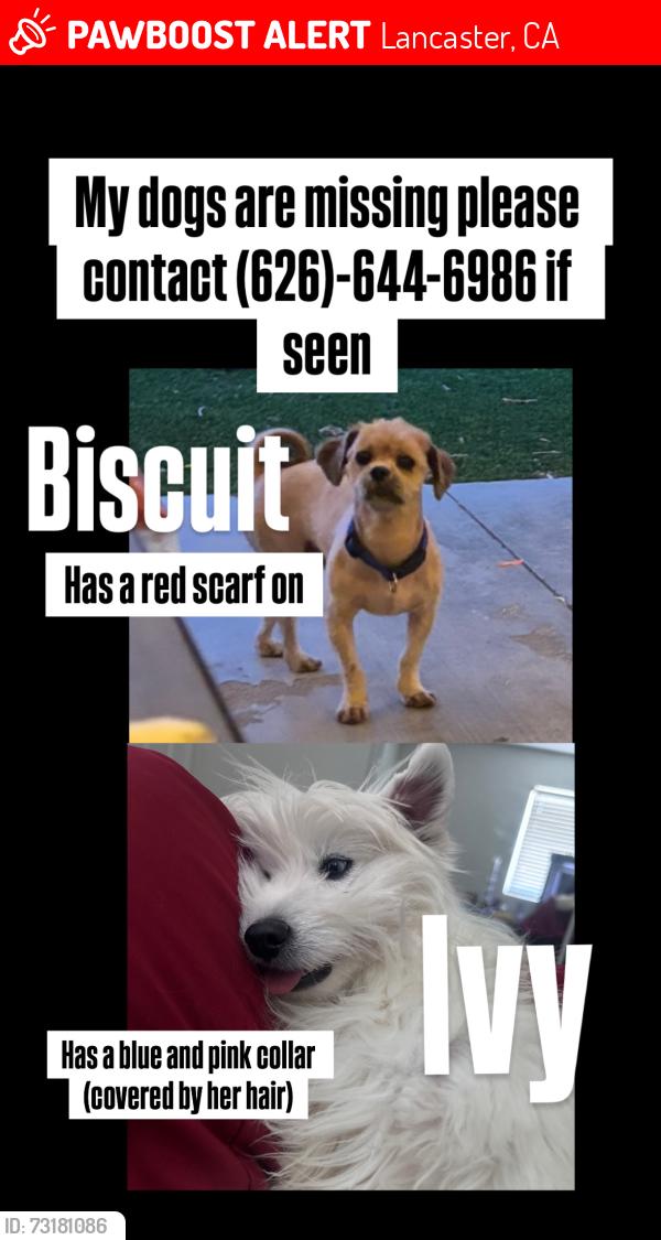 Lost Unknown Dog last seen West Ave H4 and 20th west, Lancaster, CA 93536