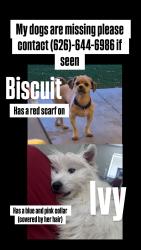 Lost Unknown Dog last seen West Ave H4 and 20th west, Lancaster, CA 93536