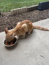 Reunited Male Cat last seen Cimarron Ct Lakeland Fl, Lakeland, FL 33813