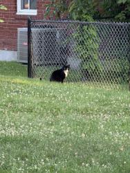 Found/Stray Unknown Cat last seen Albany police academy, Albany, NY 12208