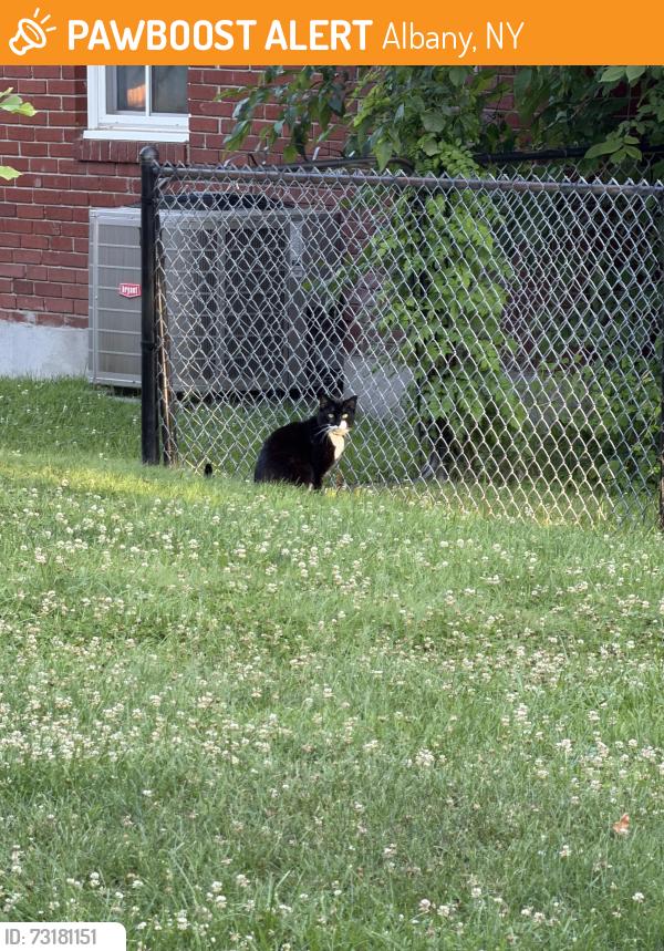 Found/Stray Unknown Cat last seen Albany police academy, Albany, NY 12208
