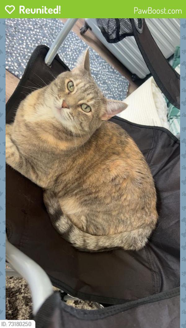 Reunited Female Cat last seen Bannister Ln & S. Crescent Ln, Aurora, IL 60504