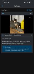 Lost Male Dog last seen Anaconda Street, Pasco, WA 99301